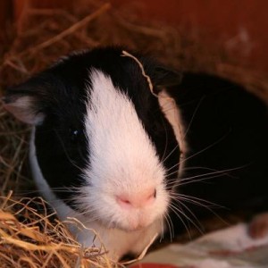 Wilbur, The HogFather.