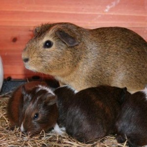Cornflake, wife of Wilbur, sister of Inkah, and mother to Pablo, Snip, Taggie and All Bran.