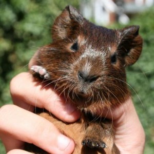 All Bran (coz he's all brown!) 12 days old, male.