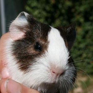 Pablo, 12 days old, male.