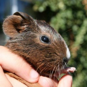Snip, 12 days old, female.