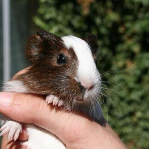 Taggie, 12 days old, female.