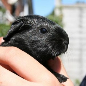 Jack Black, 1 day old, male.