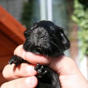 Jack Black, 1 day old, male.