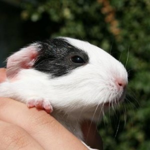 Napoleon, 1 day old, male.