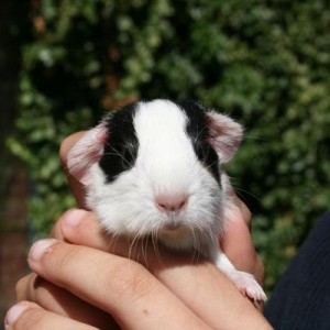 Napoleon, 1 day old, male.