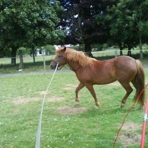 Jas pony on the lunge