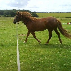 Spazzy lunging