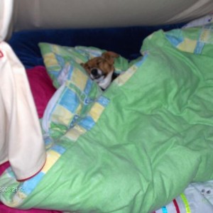 Nugget had a hard day