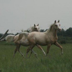 Media 'Leto & Star' in album 'DAH Arabians'