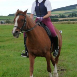 canter transition
