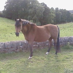Jazmine in the field.