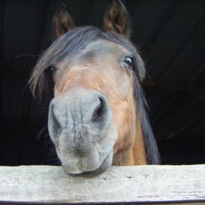Jazmine in her stable.