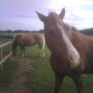 Woo and Daisy