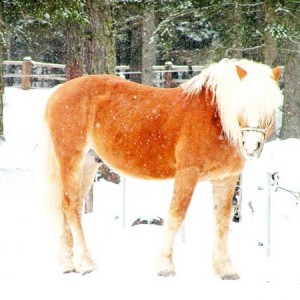 Haflinger stallion