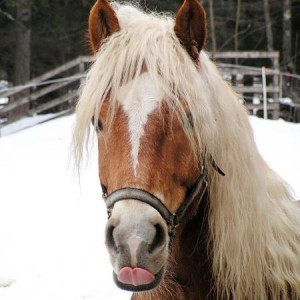 Stocki
