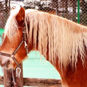 Stocki