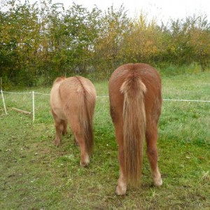 Hali and koowala,shes a tad bit bigger than him