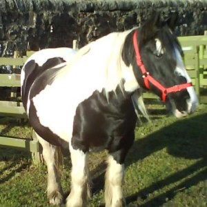 spotless body with her rug removed