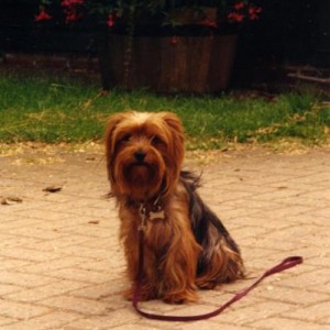 Poppy - best little dog in the whole world!!  xx
