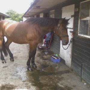 Pascal last summer after i had groomed her :)
