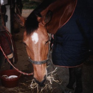 pascal in 1998