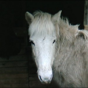 Sól and Katla (R.I.P darling girl)