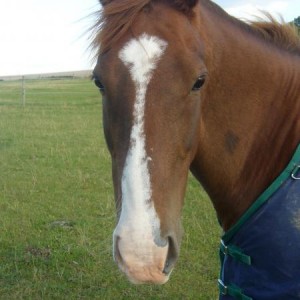 One of the girls we share a field with!